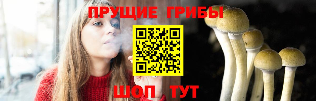 Сорочинск  Псилоцибиновые грибы Psilocybe  Вход с VPN 